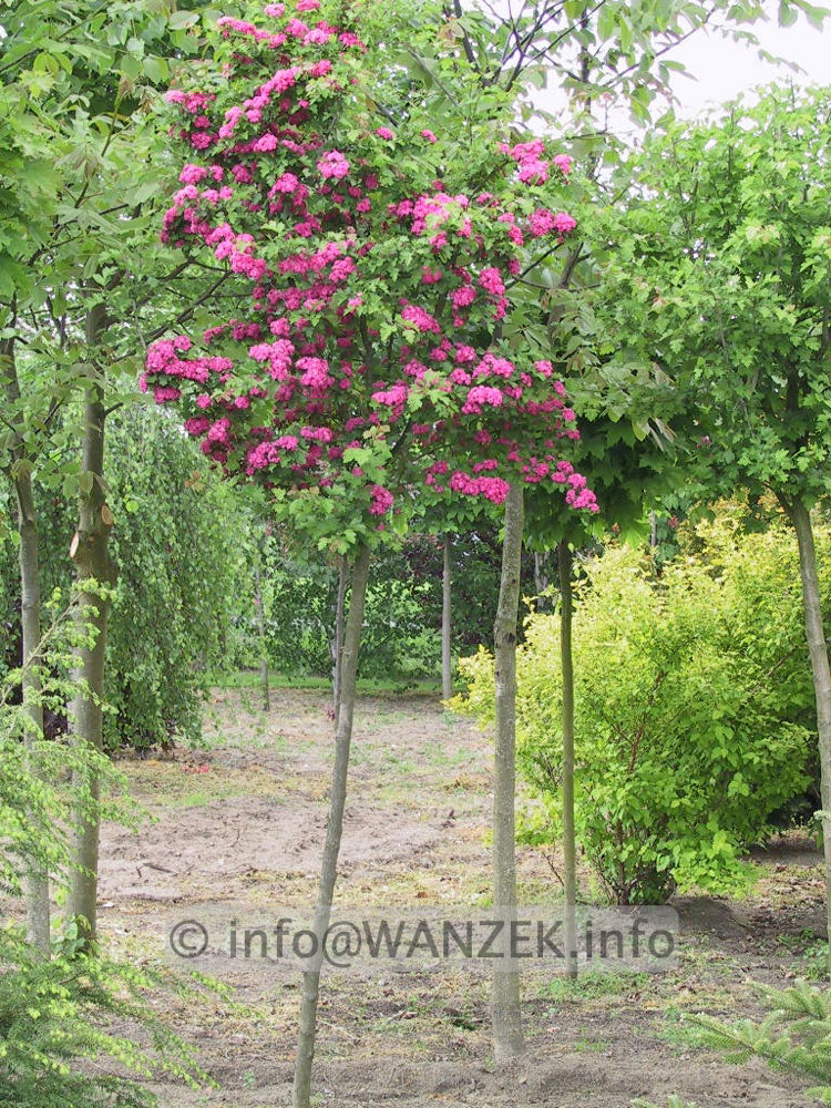 Crataegus laevigata Paul's Scarlet - junger Stamm bluehend.jpg